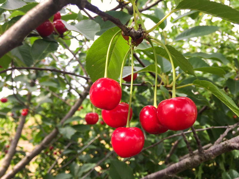 les cerises du jardin en juillet