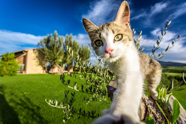 7 astuces pour garder mon chat au frais dans le jardin