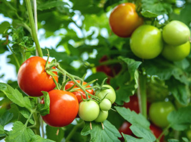 Survivre à la chaleur : 5 astuces pour protéger vos tomates de la canicule