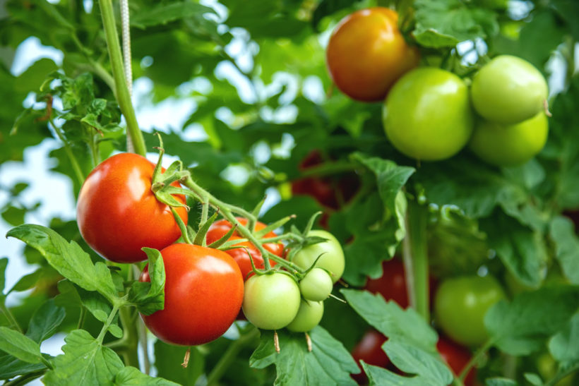 Survivre à la chaleur : 5 astuces pour protéger vos tomates de la canicule