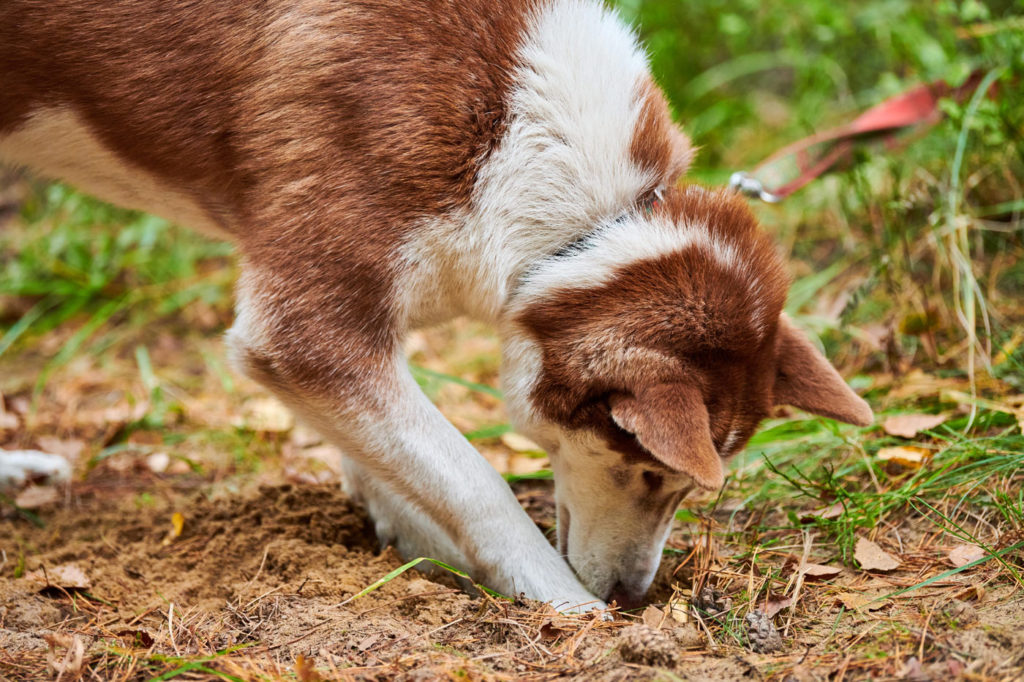 pourquoi votre chien creuse dans votre jardin ?