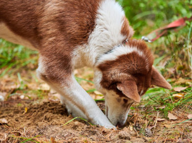 pourquoi votre chien creuse dans votre jardin ?