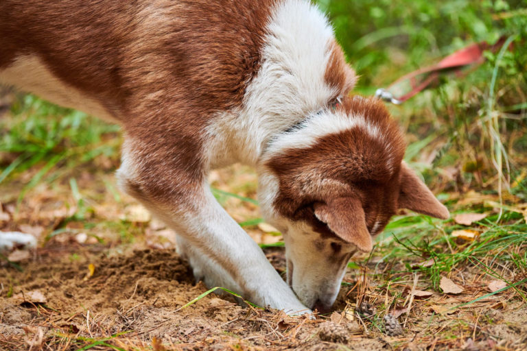 pourquoi votre chien creuse dans votre jardin ?