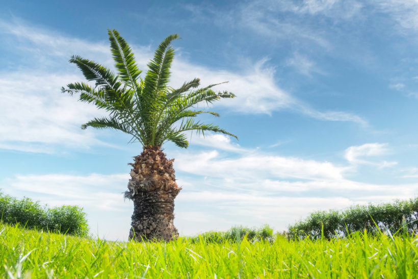 conseils et astuces pour planter un palmier