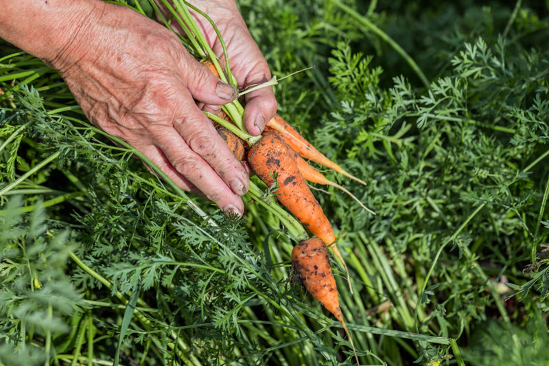 des carottes cultivées en pot