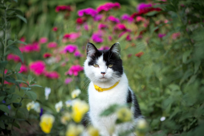 éloigner les chats de votre jardin