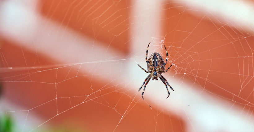 comment faire disparaitre les araignées de la maison
