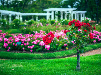 comment réussir la plantation de vos rosiers au jardin ?