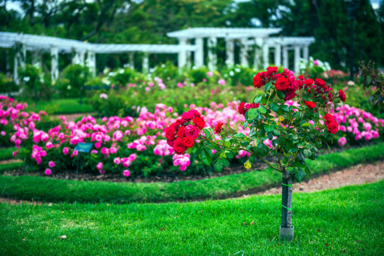 comment réussir la plantation de vos rosiers au jardin ?