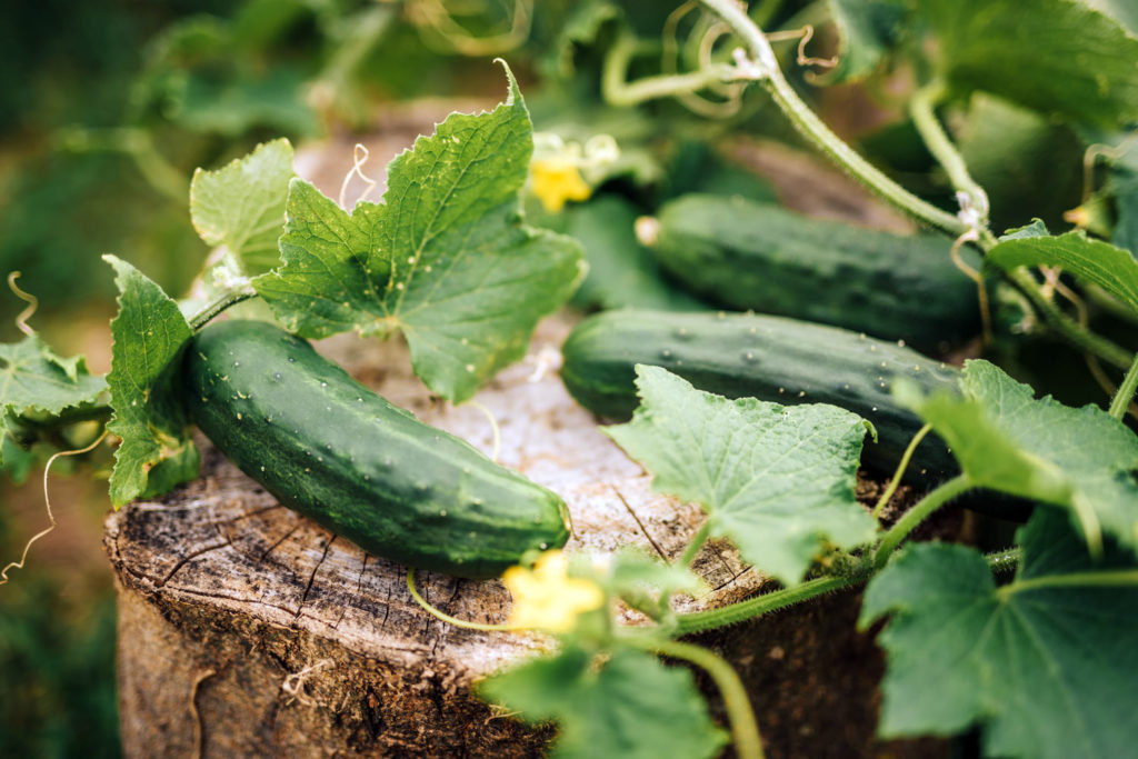 le concombre au potager : semis et plantation