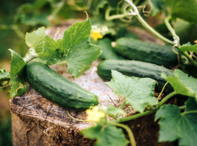 le concombre au potager : semis et plantation