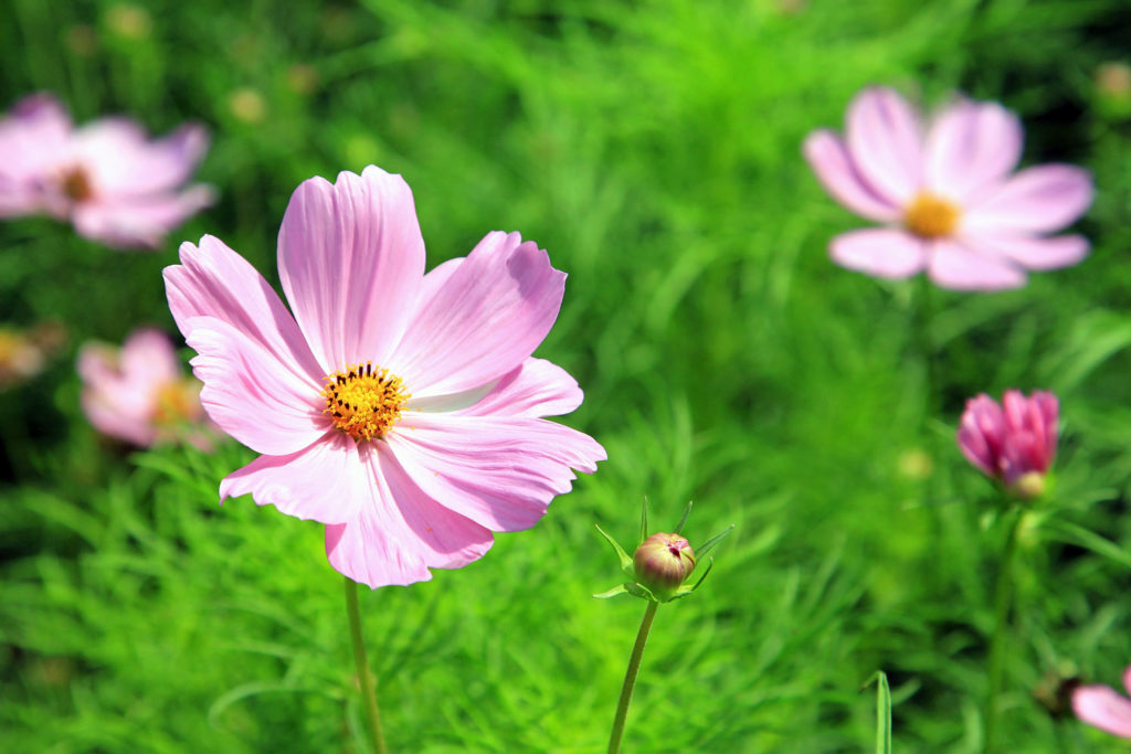 quelles fleurs comestibles choisir pour votre jardin potager