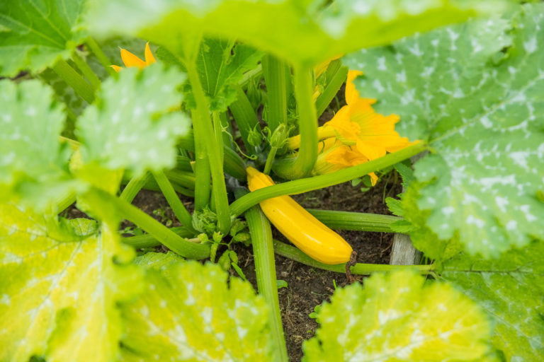 les solutions si Vos courgettes ne grossissent pas