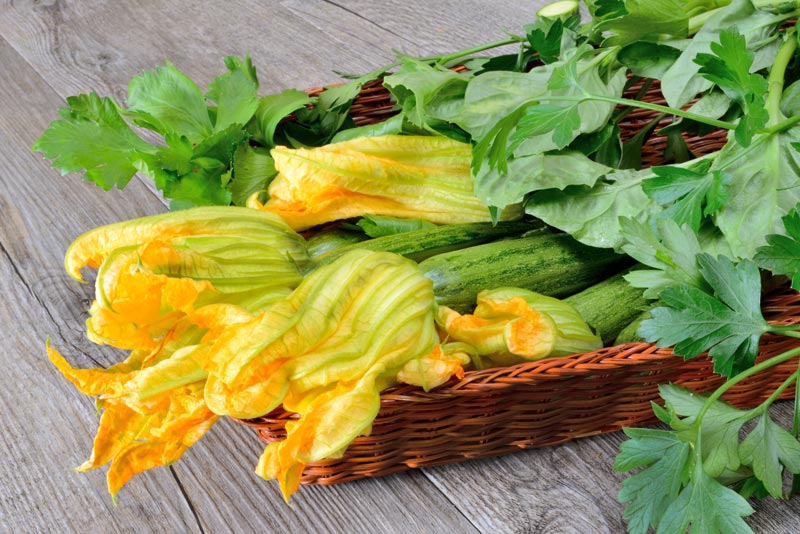 pollinisation pour vos courgettes