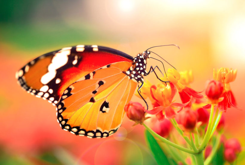 Transformez votre jardin en paradis à papillons