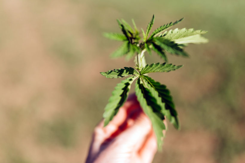 Avez-vous le droit de cultiver du cannabis dans votre jardin ?