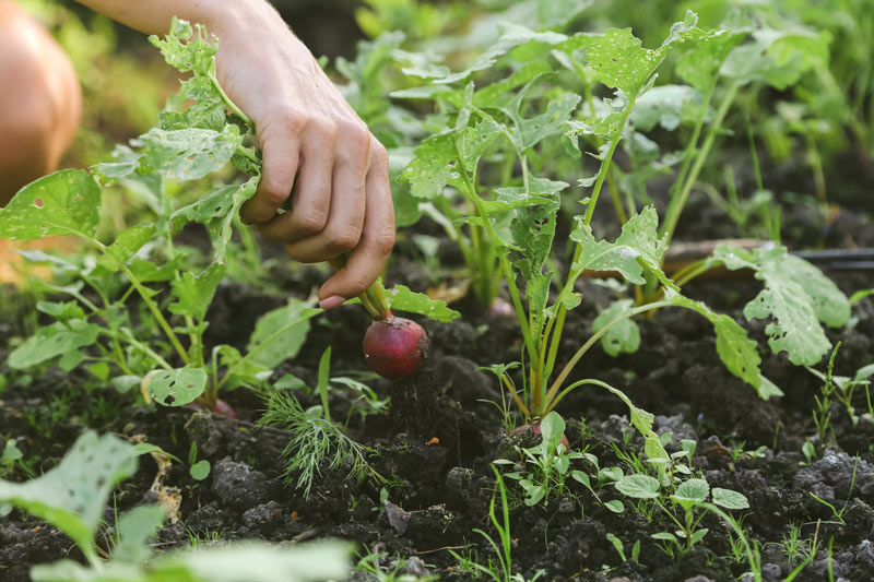 quel entretien pour vos radis du potager ?