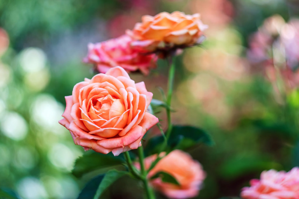 Les maladies des rosiers dans nos jardins