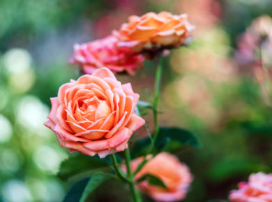 Les maladies des rosiers dans nos jardins