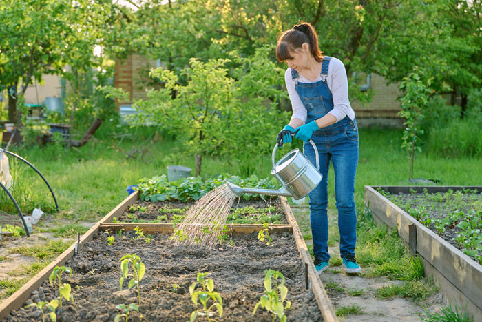 faut-il arroser son potager avec l'eau des pâtes ?