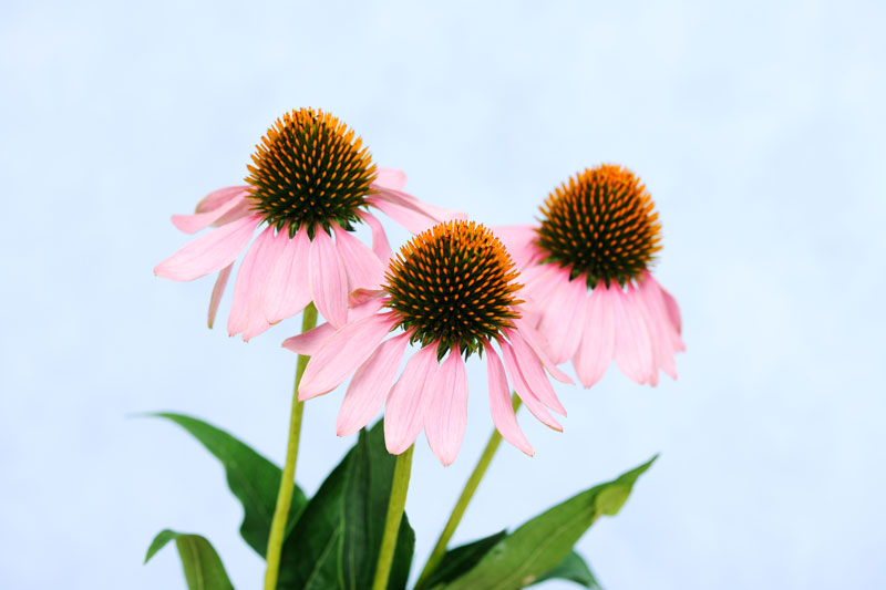 L'Echinacea, aussi connue sous le nom de rudbeckie pourpre