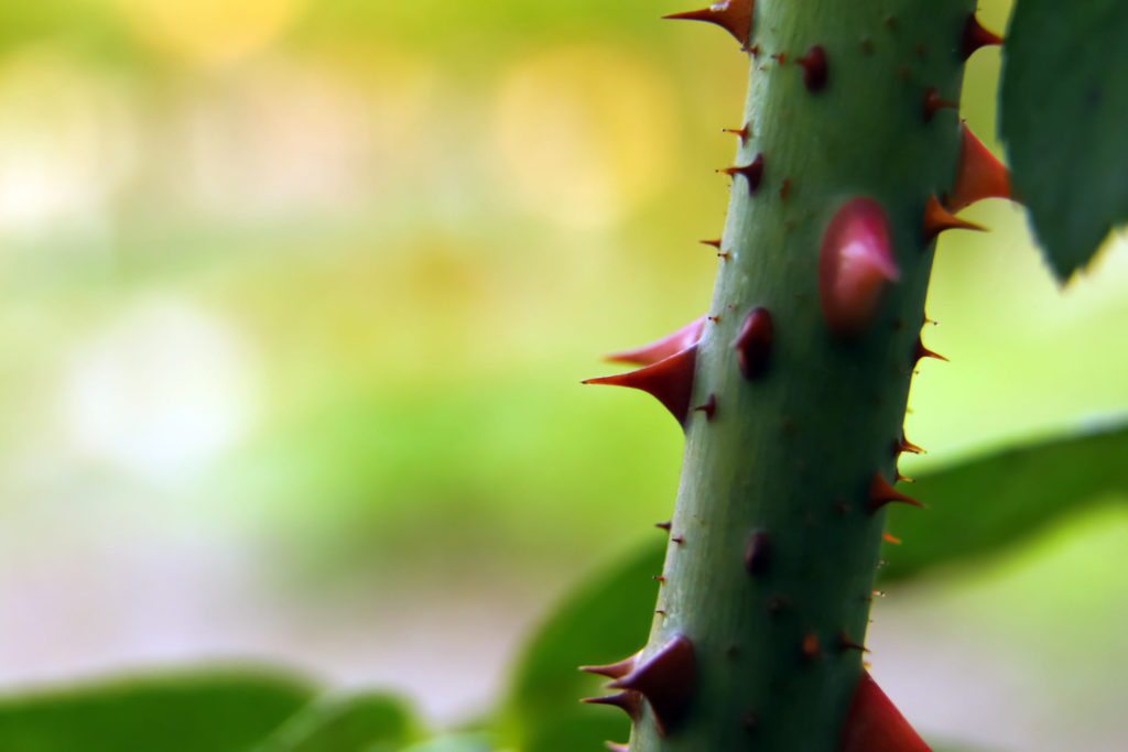 ronces dans le jardin : 9 astuces simple pour s'en debarasser