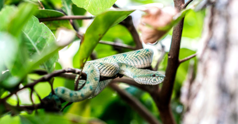 éloigner les serpents de votre jardin