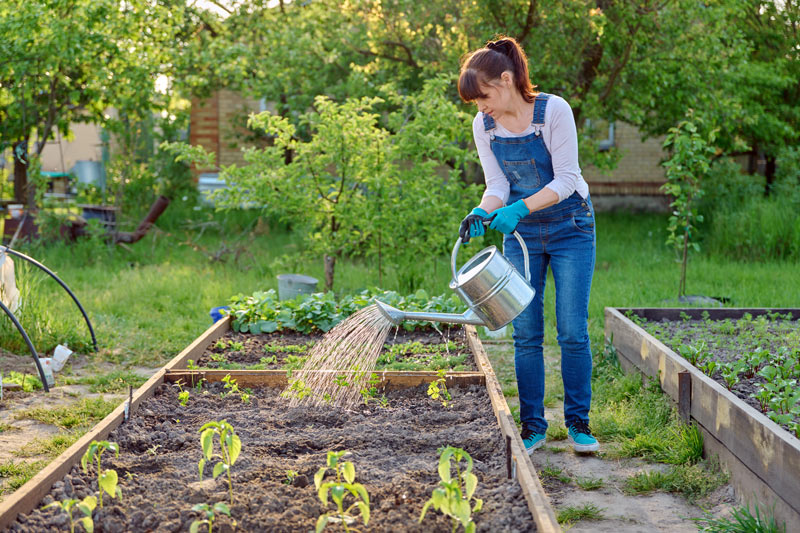 quel entretien pour les carottes au potager ?