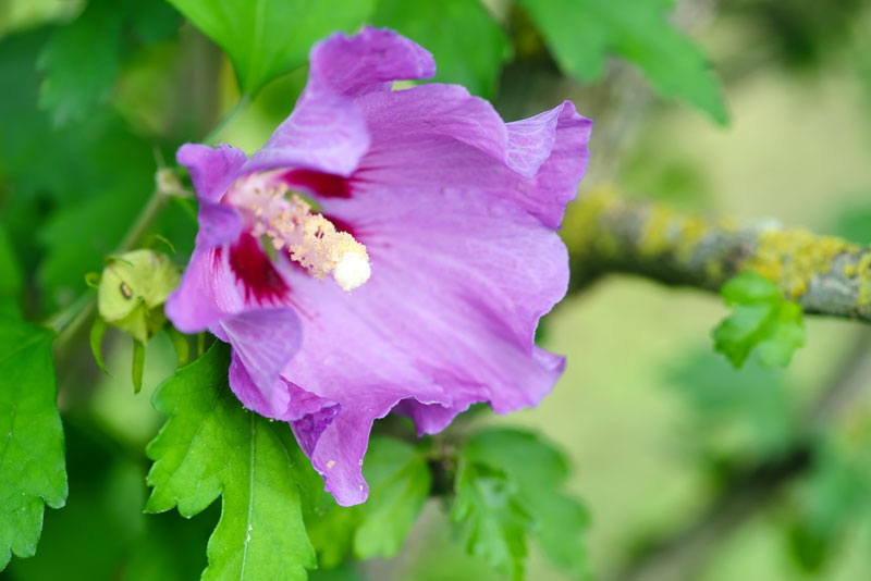 quel entretien de l'hibiscus rustique ?