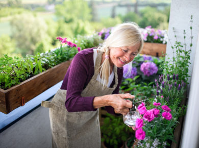 Entretien des plantes du balcon en été