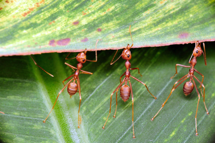 les fourmis du jardin : vos alliées ou votre ennemis ?