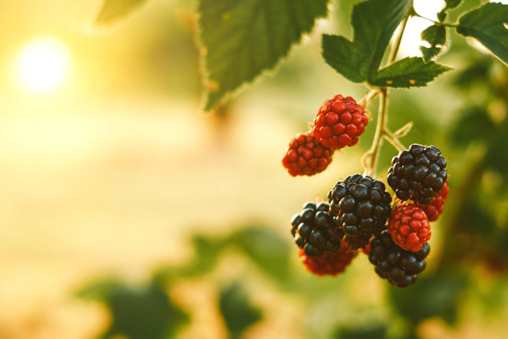 planter des framboises en juillet