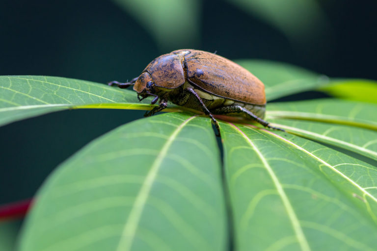 Melolonthinae, hannetons, tout savoir sur cet insecte