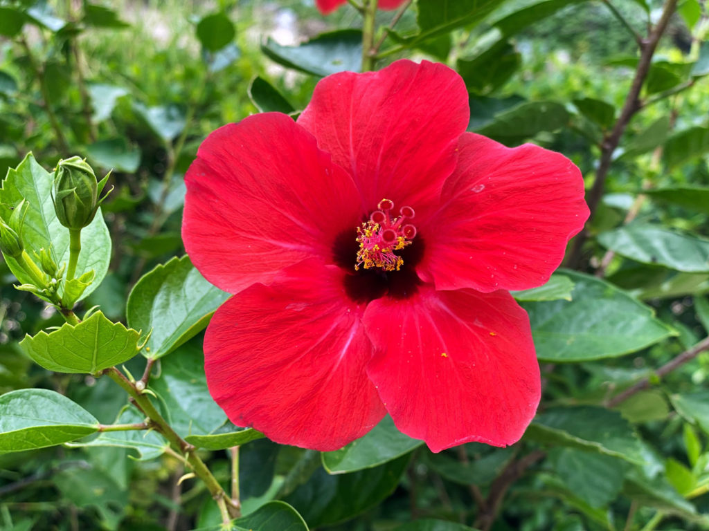 planter un hibiscus rustique dans le jardin