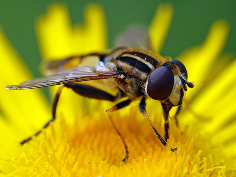 les insectes auxiliaires du jardin