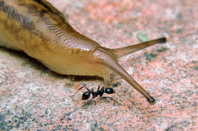 le rôle des fourmis dans le jardin