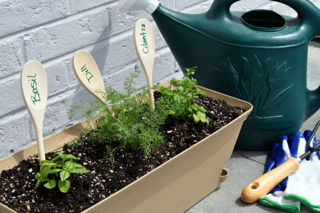 les légumes en pot à éviter absolument