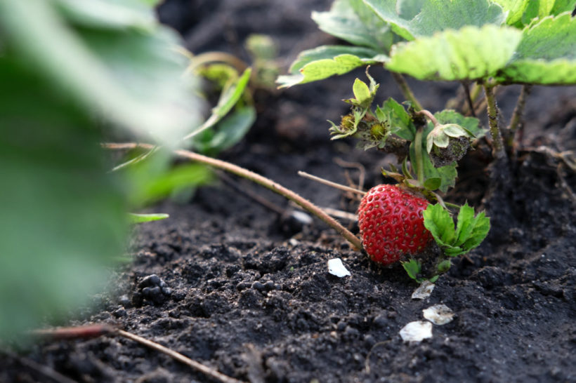 les fraises en permaculture