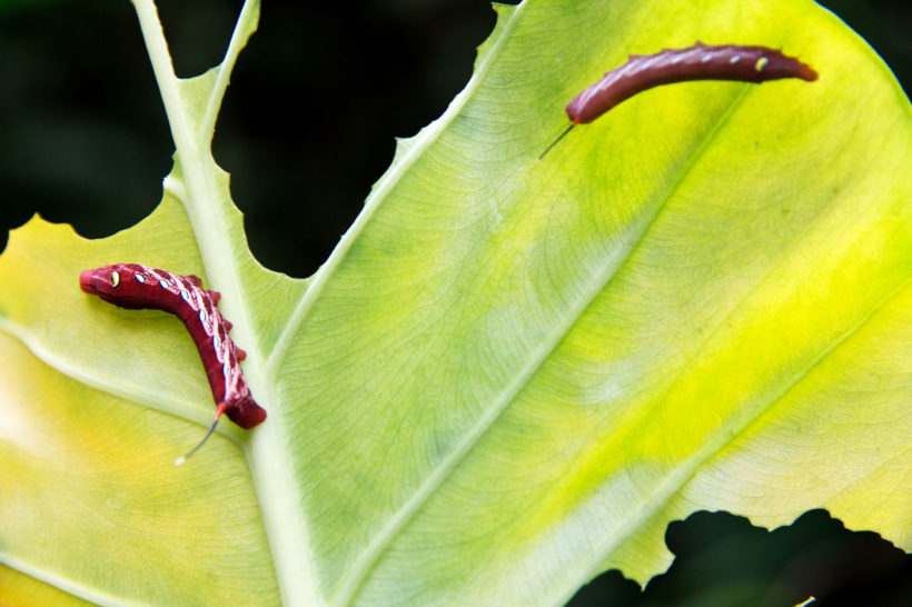5 secrets pour garder votre potager sans insectes : agissez dès aujourd'hui !