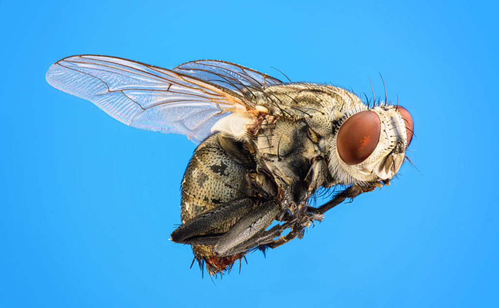 lutter contre une invasion de mouches à la maison