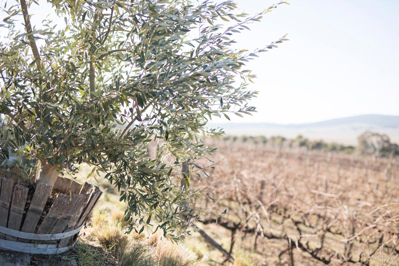 le bon arrosage des oliviers du jardin