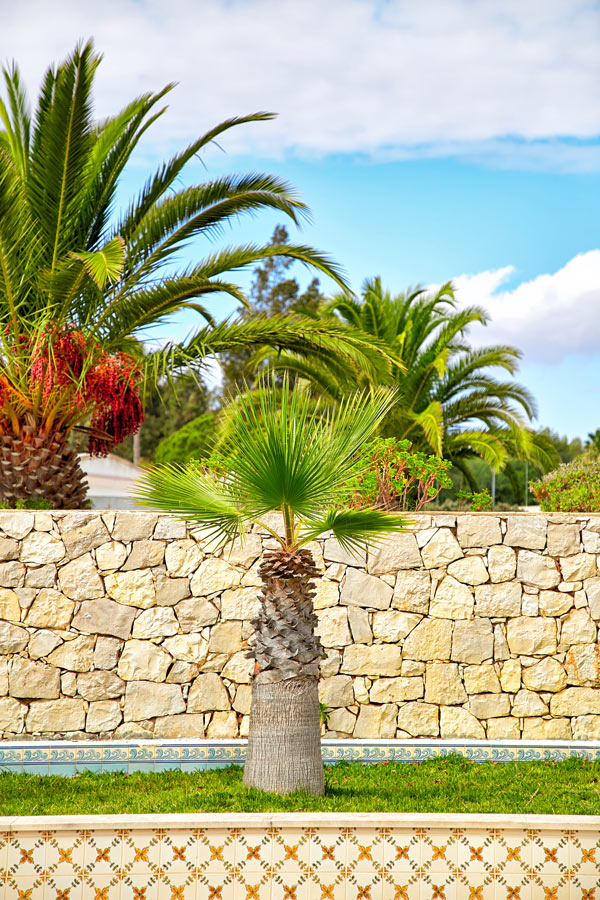 comment bien planter un palmier ?