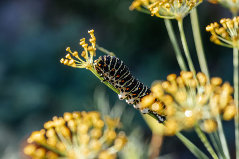 Comment lutter contre les parasites tout en protégeant les pollinisateurs du jardin ?