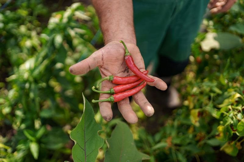 les piments nécessitant peu d'eau