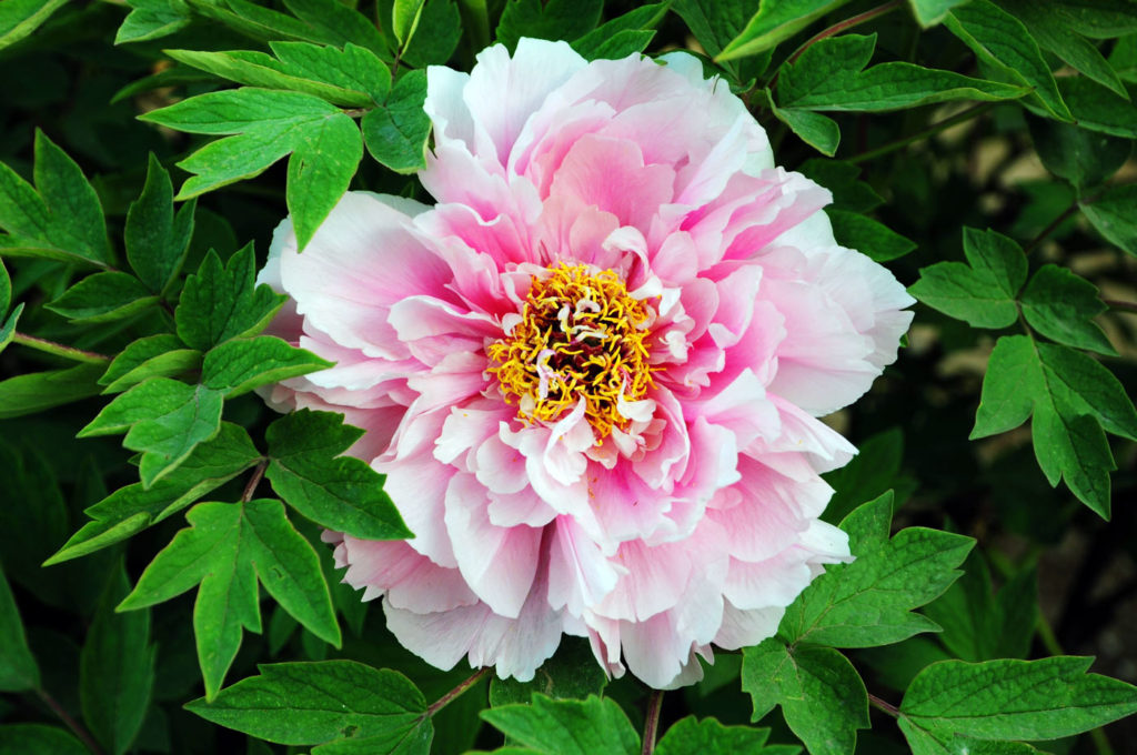 Comment cultiver de magnifiques pivoines dans votre jardin en Juin