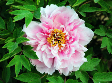 Comment cultiver de magnifiques pivoines dans votre jardin en Juin