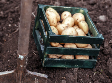 planter des pommes de terre au potager