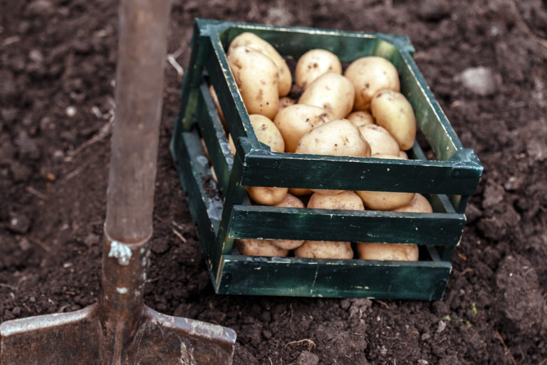 planter des pommes de terre au potager