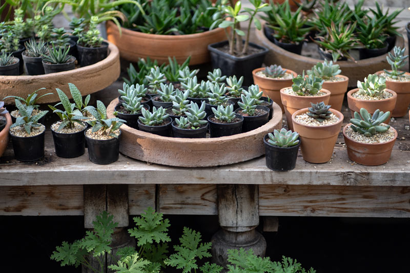 les bonnes plantes à mettre en pot en cas de sécheresse