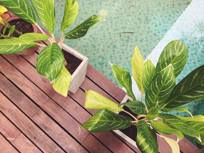 plantes exotiques à mettre autour de votre piscine